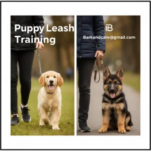 “A young puppy learning to walk on a leash beside a person, taking small steps and staying close during leash training.”