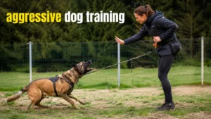 Aggressive dog training with professional trainer working on leash reactivity using positive reinforcement outdoors.