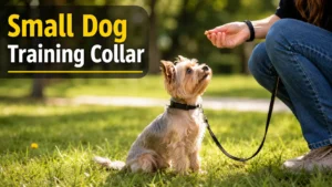 Small dog wearing a properly fitted training collar during a positive reinforcement obedience training session outdoors